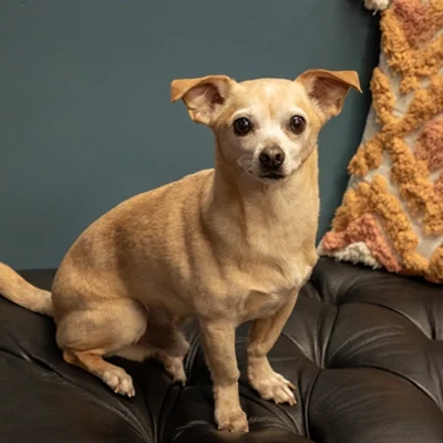 Chiropractic Maple Grove MN Henry Meet The Team 1 A small tan dog sitting on a leather chair.